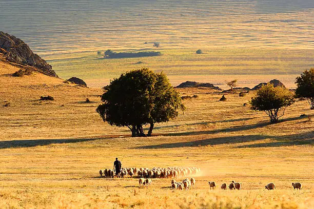 Beautiful sunshine landscape with shepherd and sheep - Macin Mountains,Dobrogea, Romania