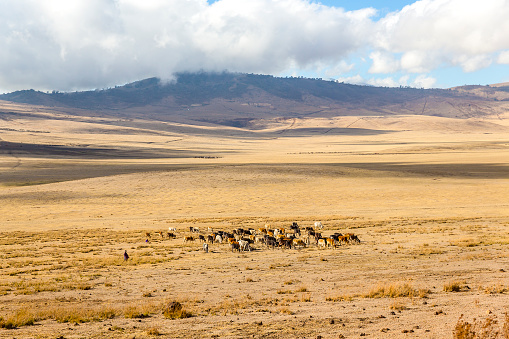 Masai herdsmen and cows walking in the Ngorongoro crater in Tanzania, Africa.