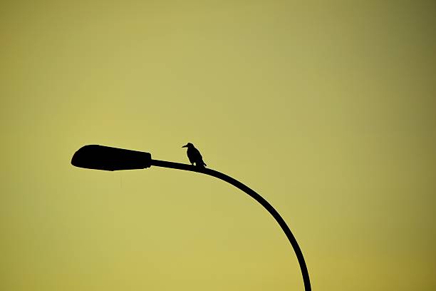 istock silhouette of a bird on a pole 504005932