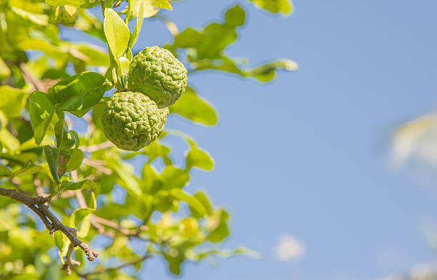 istock Bergamot on the plant 504006624