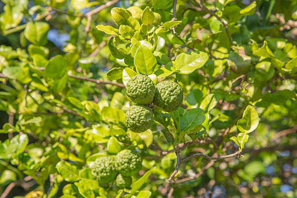 istock Bergamot on the plant 504006762