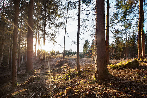 istock Sun shine truogh the trees 504006916