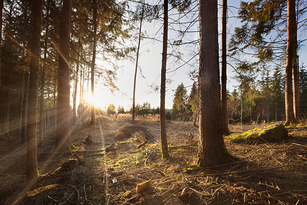istock Sun shine truogh the trees 504007158