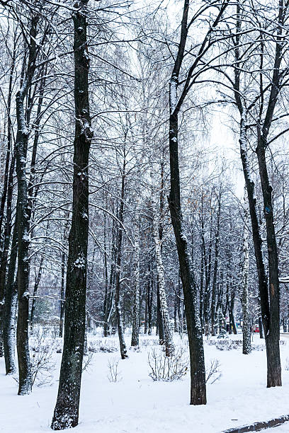 istock Winter Trees in a Forest Covered in Snow 504007500