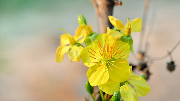 접사를 a ochna integerrima integerrima 지점 - japanese culture single flower flower east 뉴스 사진 이미지