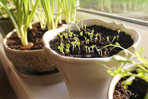 jeune jeune pousse de plus en plus dans le pot sur windowsill (intérieur - basil herb plant organic photos et images de collection