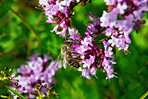 Hard-working bee collects nectar from pink flower on the background of oregano flowers and green leaves