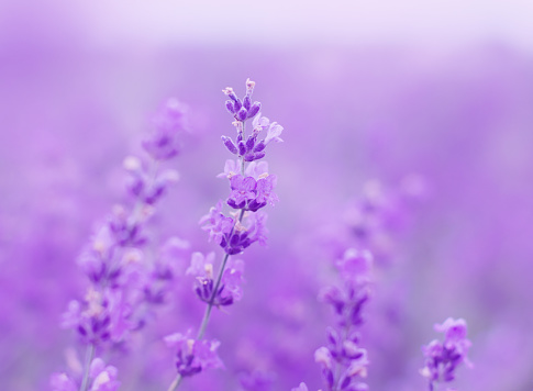field lavender morning summer blur background wallpaper