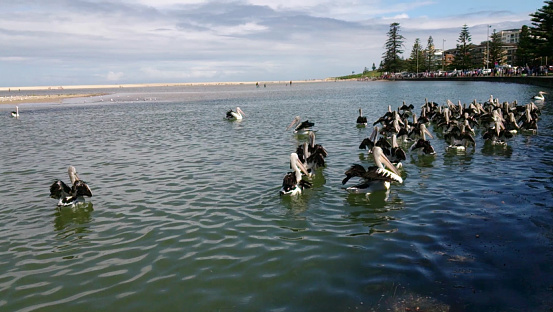 Flock of Australian Pelican swimming away at Central Coast NSW Australia