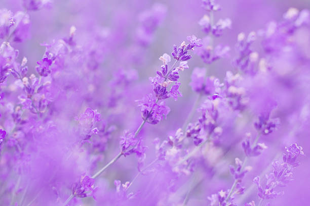 istock field lavender flowers morning 504011106