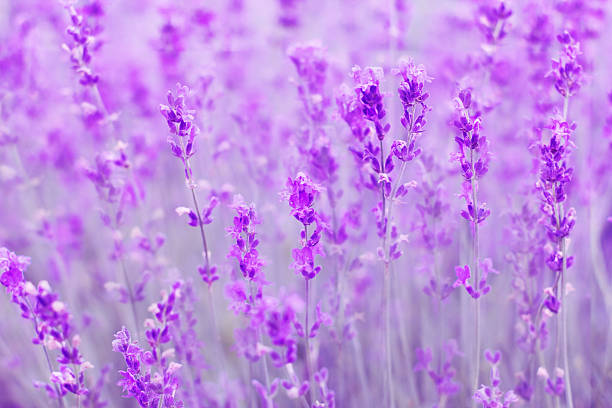istock field lavender flowers 504011312