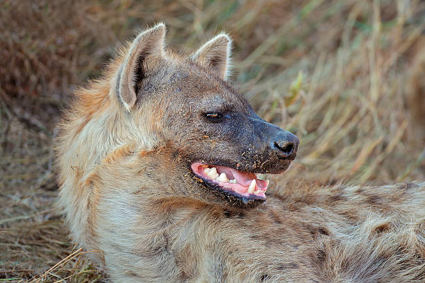 istock Spotted hyena portrait 504011898