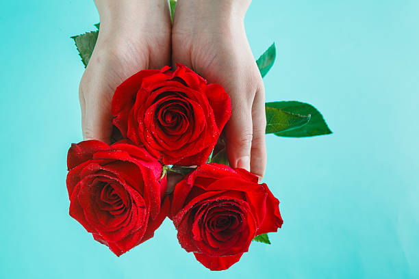 istock Female hands holding red rose on aquamarine 504013132