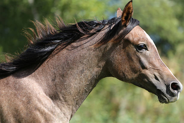 istock Closeup of a thoroughbred arabian mare 504014962