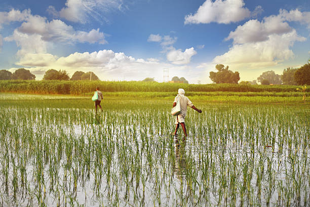 agricultor se propaga fertilizantes no domínio das instalações de arroz com casca (arroz paddy - developing countries farmer rice paddy asia imagens e fotografias de stock