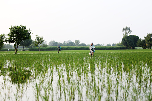 Two Farmer spreading fertilizer in the rice field. The Field is Located in a small Village of Haryana State (India) Which is Located in Rural India in Traditional Manual Style. 