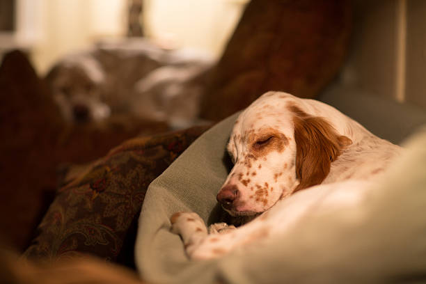 istock English Setter puppy sleeping on the sofa back pillow, Norway 504016148