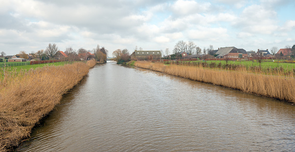 Dutch canal with yellowed reeds on the banks
