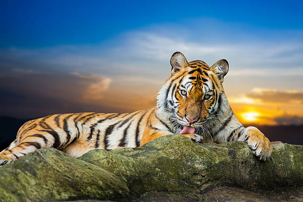 istock Tiger looking something on the rock with beautiful sky 504030171