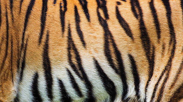 istock close up tiger skin texture 504030187