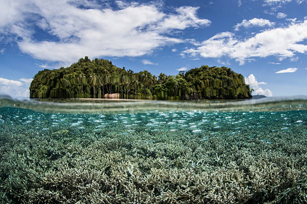 istock Silversides, Coral Reef and Island 504030403