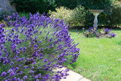 Beautiful mauve Lavender bush and a Bird Bath in an English Country Garden