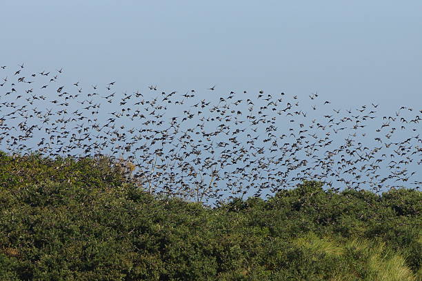 istock Birds flying out of the forest 504031567