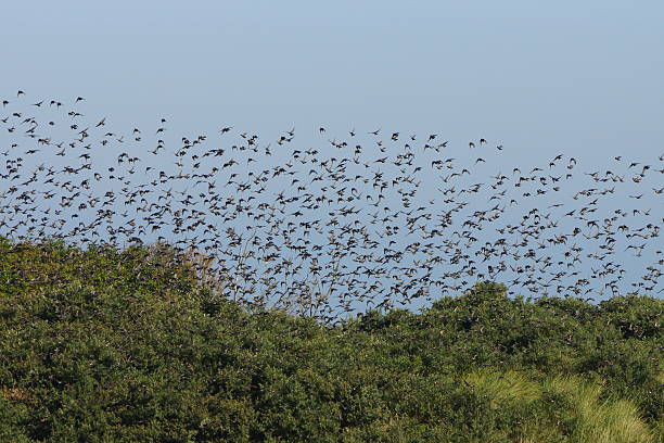 istock Birds flying out of tree's 504031569