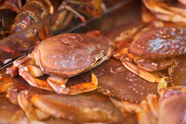 istock Live Dungeness Crab in Market 504033029