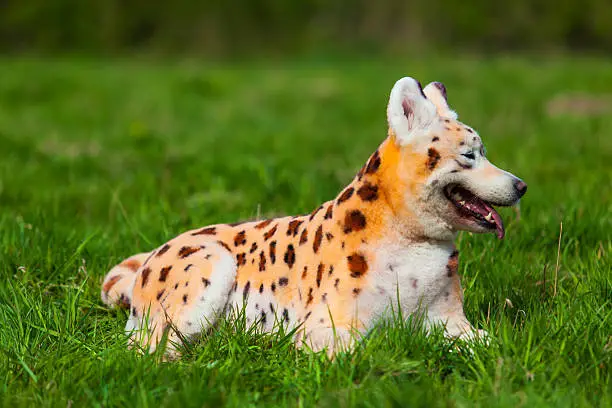 samoyed  dog repainted on leopard. groomed dog. pet grooming. Samoyed dog