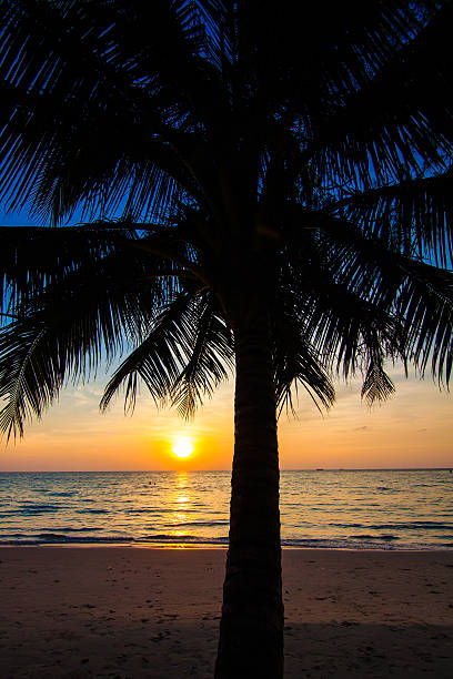 istock Beautiful sunset at a beach resort in tropics 504035257