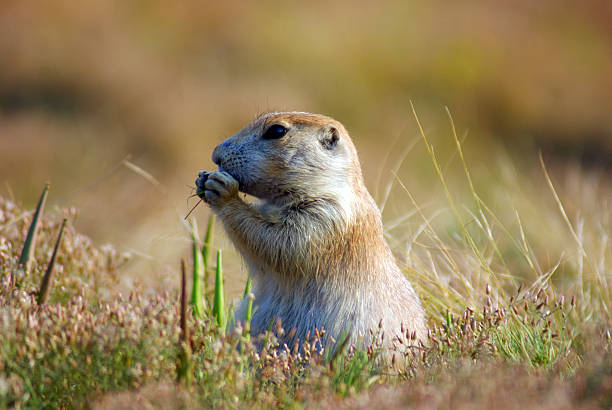 istock Prairie Dog Eating 504035477