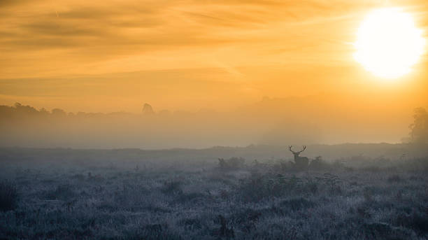 istock Red Deer Stag in the early morning mist 504035574
