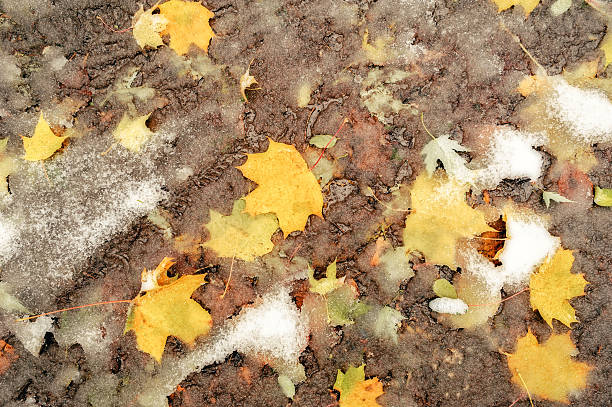 istock Muddy ground with fallen leaves and snow 504035616
