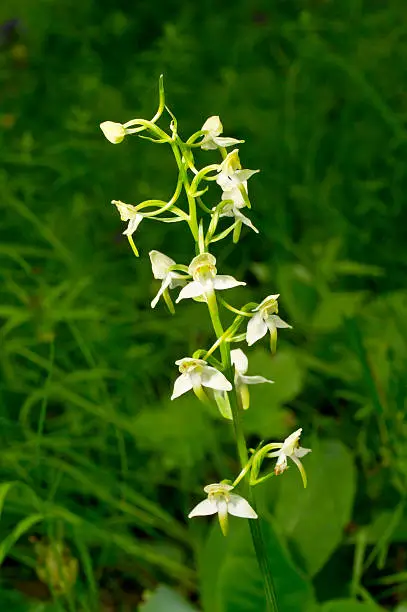 White blooming flower in natural environment. Platanthera chlorantha, Greater butterfly-orchid