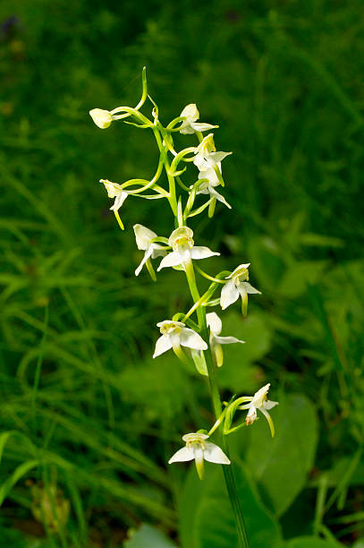 белый распустившегося цветка в естественной среде. platanthera chlorantha, более бабочка-орхидея - close to moving up closed single flower стоковые фото и изображения