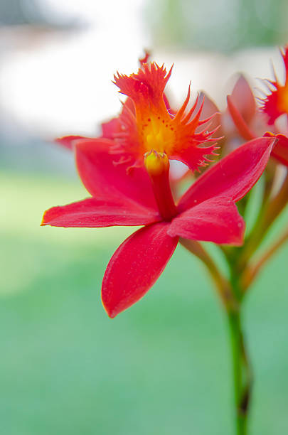 istock Red ground orchid flower 504035827