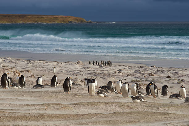 istock Penguin Beach - Falkland Islands 504036240