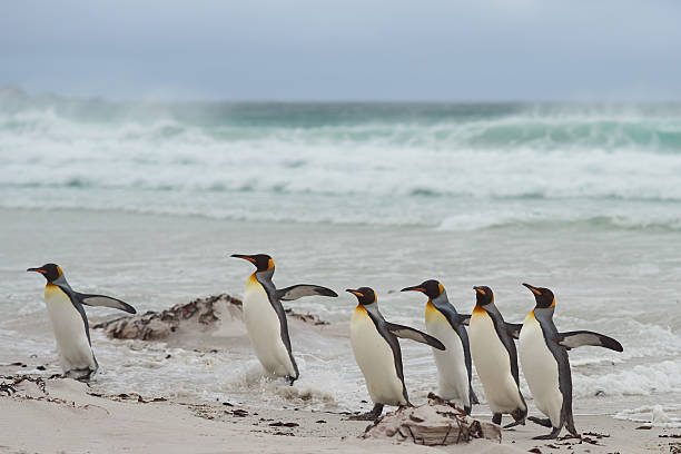 istock King Penguins - Falkland Islands 504036338