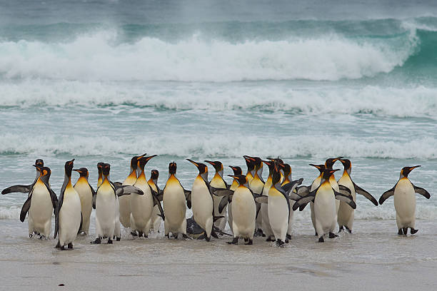 istock King Penguins - Falkland Islands 504036424