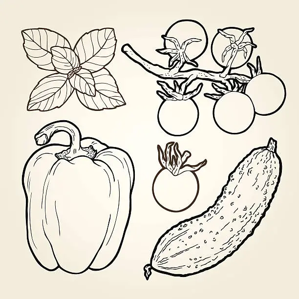 Vector illustration of hand drawn fresh vegetables - illustration