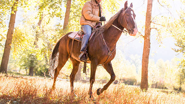 istock Cowboy rides horse through sunny forest on cold morning 504036663
