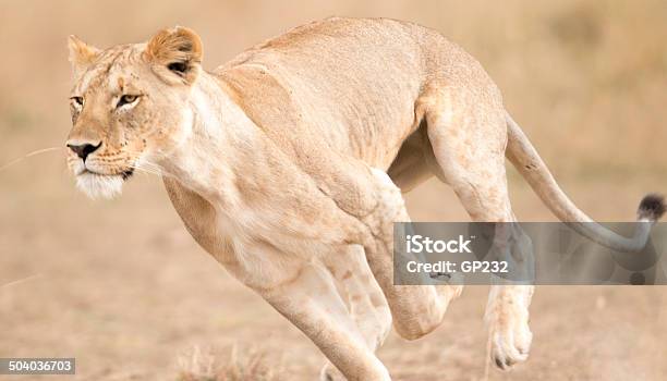 Lioness Running Masai Mara Kenya Stock Photo - Download Image Now - Lion - Feline, Running, Sprinting