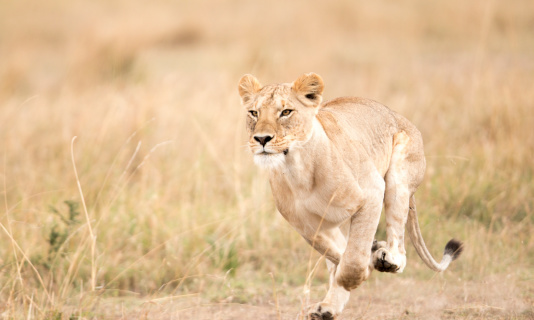 Lioness stalking prey to feed her family