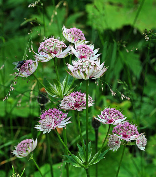 istock Great masterwort in an alpine meadow 504036898