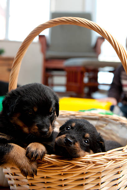 istock rottweiler puppy 504036971