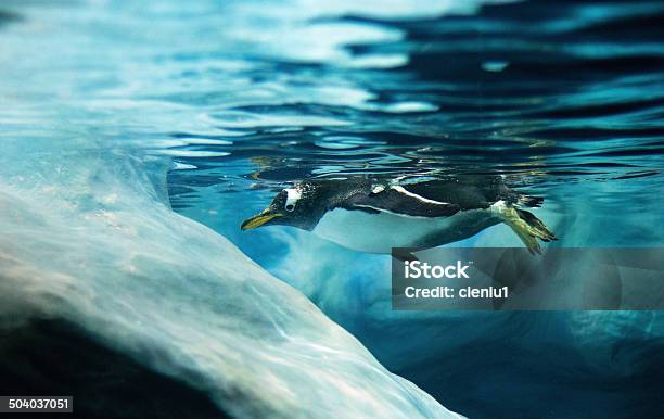 Gentoo Penguin Stock Photo - Download Image Now - Animal, Animal Body Part, Animal Wing