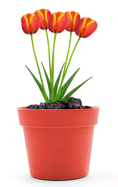 istock tulip flowers in the pot 504037197