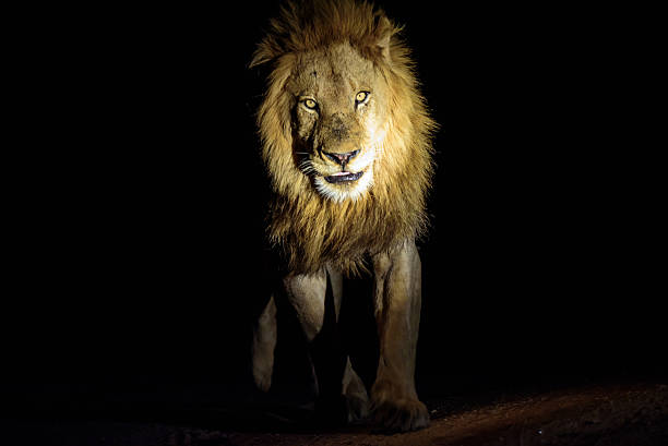 istock Male Lion on the prowl at night 504037554
