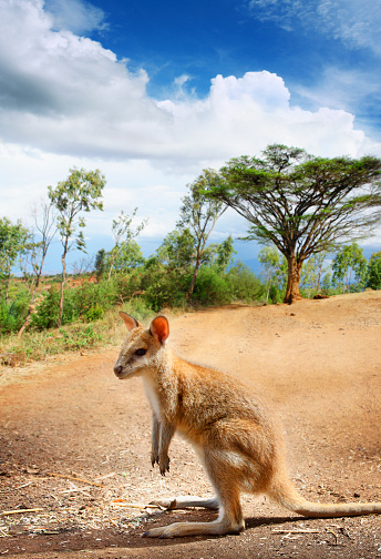 Kangaroo on the road in Australia